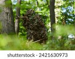 Small photo of A highly skilled elite sniper, camouflaged in the dense forest, stealthily maneuvers through dangerous woodland terrain on a covert and precise mission