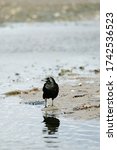 Small photo of Straight on view of a crow on Carkeek Beach in Seattle, Washington