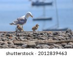 Mother Seagull With Two Babies