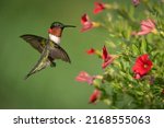 A Ruby Throated Hummingbird...