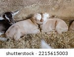 Two Cute Baby Goats Sleeping On ...