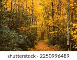 Fall foliage trails in arcadia...