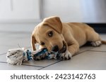 Small photo of A lab mutt mix puppy chews apart rope toy on tile floor