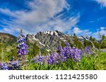 Field of lupines with the Grand Teton mountains in the background in Jackson Wyoming.