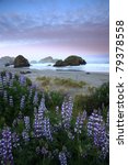 Lupine And Sea Stacks Along The ...