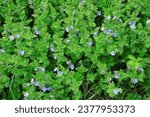 Small photo of Natural background with germander speedwell (Veronica chamaedrys)