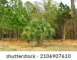 Small photo of Saw Palmetto plant shrub native to Florida in wild