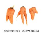 Twisted deformed and misshapen carrots. Organic imperfect examples on white background.