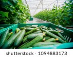 Long Green Cucumbers In A Boxes....