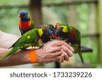 Parrots Eating Seeds From The...