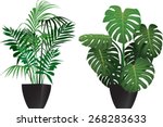 Kentia And Philodendron Plants...