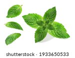 fresh mint leaf. vector... | Shutterstock .eps vector #1933650533