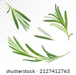 leaves and branches of rosemary.... | Shutterstock .eps vector #2127412763