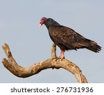 Perched Turkey Vulture