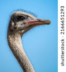 Ostrich Portrait  Photographed...