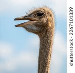 Ostrich Portrait.  Photographed ...