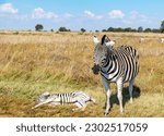 Small photo of A female zebra with a foal, fast asleep, next to her.