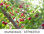 Red Cherries On The Tree