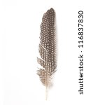 Feather On A White Background