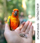 A Parrot Eats A Seed From The...