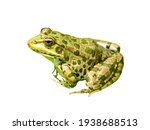 Green Frog Isolated On A White...