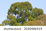 Eucalyptus Tree On A Background ...