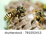 A Wasp For Hives In Nature