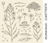 Collection Of Mustard  Plant ...