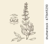 Sage  Branch Of Sage  Leaves...