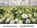Small photo of Dutch cut flower grower specialized in the cultivation of lisianthus flowers