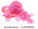 Pink Flower Begonia Isolated On ...