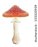 Red Poison Mushroom Amanita ...
