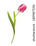 Spring Flower Pink Tulip...