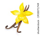 vanilla pods and orchid flowers ... | Shutterstock . vector #1933071749