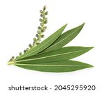 Small photo of Tea tree, Melaleuca twig with dried leaves and seeds isolated on white background.