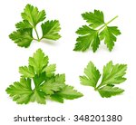 Parsley herb isolated on white background.