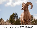Big Horn Sheep  Ovis Canadensis