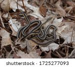 Two Eastern Garter Snakes ...
