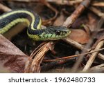 A profile shot of  an Eastern Garter Snake (Thamnophis sirtalis sirtalis).  Shot in Waterloo, Ontario, Canada.