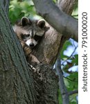 Small photo of A young Raccoon ( rocyon lotor) sitting in the 'Y' of a tree. Shot in Wheatley Provincial Park, located in Ontario, Canada.