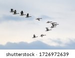 Flock of migrating greylag...