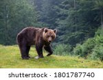 Wild Adult Brown Bear  Ursus...