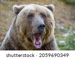 Portrait Wild Brown Bear  Ursus ...