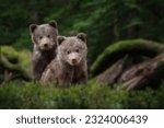 Two young brown bear cub in the ...