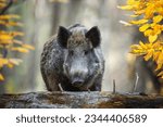 Portrait male Wild boar in autumn forest. Wildlife scene from nature