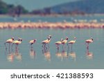 Flock Of Flamingos Wading In...