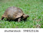 African Spurred Tortoise ...