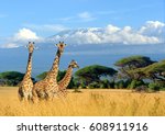 Three Giraffe On Kilimanjaro...