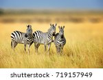 Zebra in the grass nature...