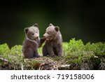 Two Young Brown Bear Cub In The ...